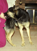 schutzhund dog sport